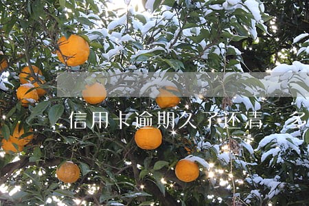 信用卡逾期久了还清 多的钱 信用卡逾期久了还清 多的钱